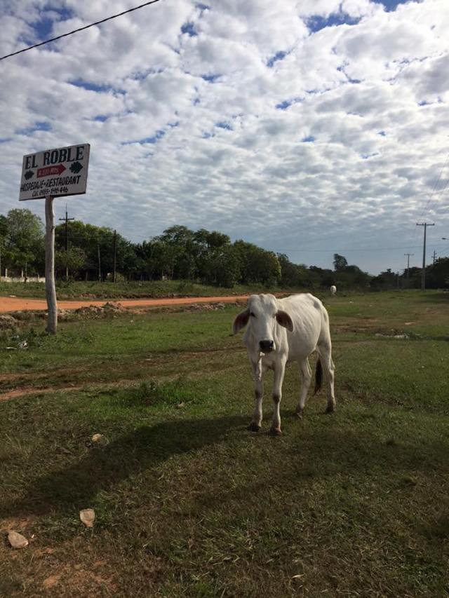 13307491_1738745106368337_7931092926251461685_n